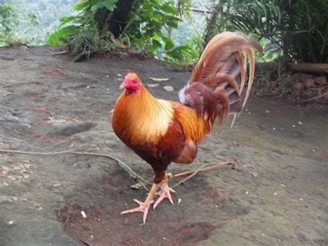 sabong conditioning|Training Gamefowl for Sabong Fights: Techniques  .